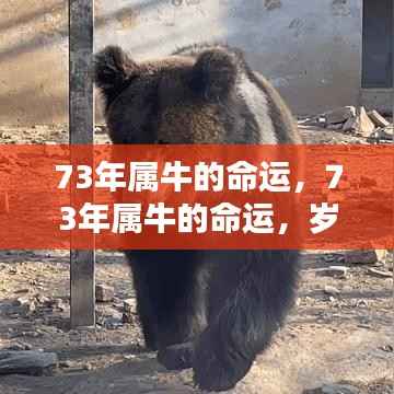 纲举目张 第4页